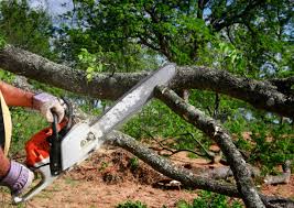 Best Tree Preservation Services  in Lford, MI