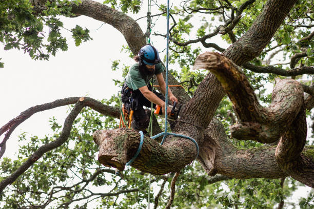 Best Stump Grinding and Removal  in Lford, MI