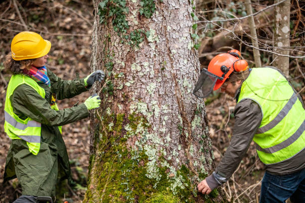 Best Root Management and Removal  in Lford, MI