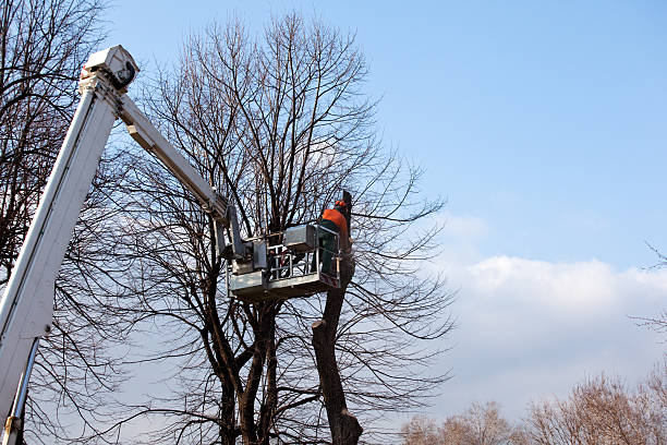 Reliable Milford, MI Tree Care Solutions