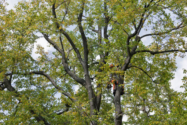 Best Hazardous Tree Removal  in Lford, MI